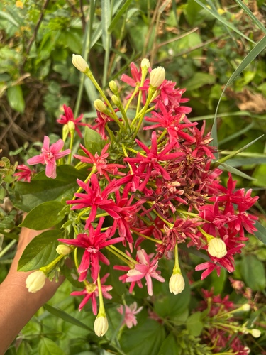 Rangoon Creeper