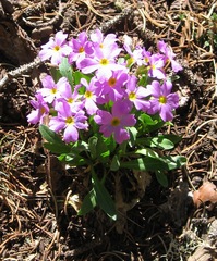 Primula angustifolia