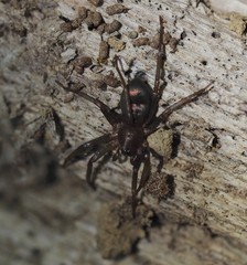 Sagana rutilans