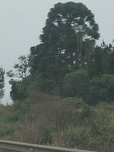 Paraná Araucaria