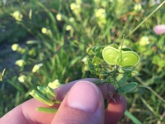 Biscutella laevigata
