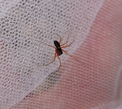 Microlinyphia pusilla