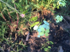 Biscutella laevigata