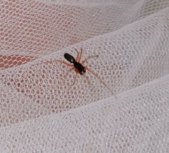 Microlinyphia pusilla