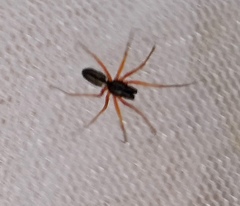 Microlinyphia pusilla