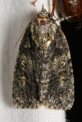 Acronicta increta