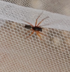 Microlinyphia pusilla