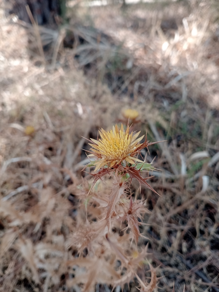 Carlina hispanica (Carlina hispanica)