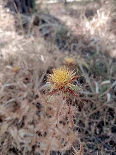 Carlina hispanica (Carlina hispanica)