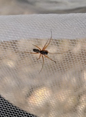 Microlinyphia pusilla