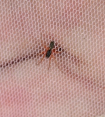 Microlinyphia pusilla