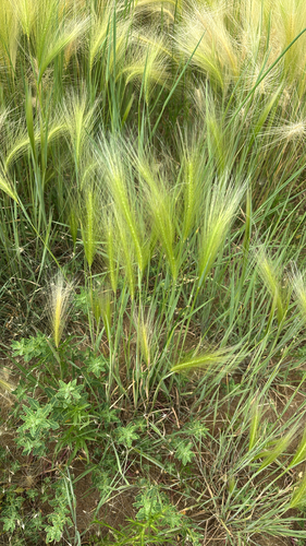 Foxtail Barley