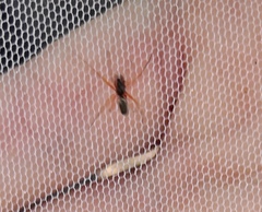 Microlinyphia pusilla