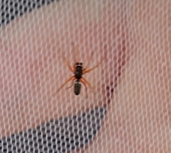 Microlinyphia pusilla