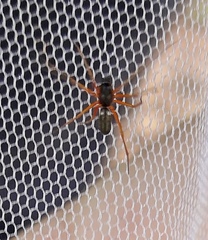 Microlinyphia pusilla