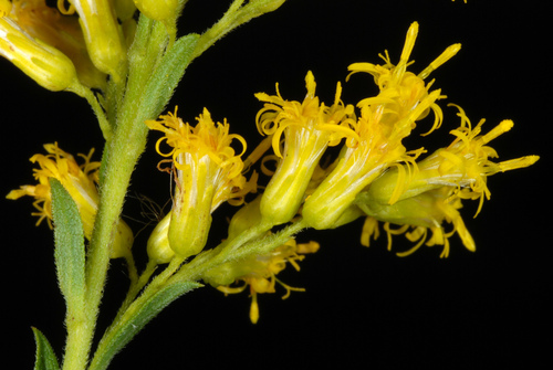 Solidago altissima