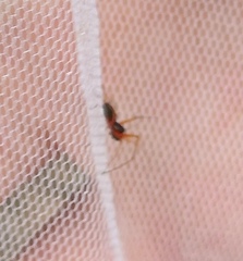 Microlinyphia pusilla