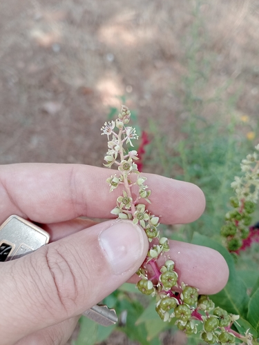 Mexican pokeweed (Phytolacca heterotepala)