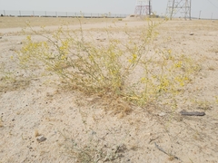 Haplophyllum tuberculatum