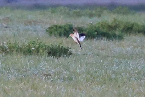 Mongolian Lark (Melanocorypha mongolica), photo 8