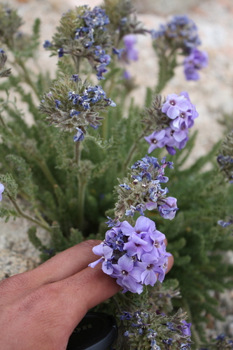 Polemonium eximium, photograph 2