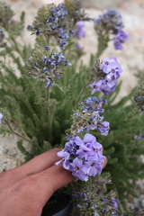 author not stated, no rights reserved Polemonium eximium, photograph author not stated, no rights reserved