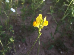 Linaria viscosa
