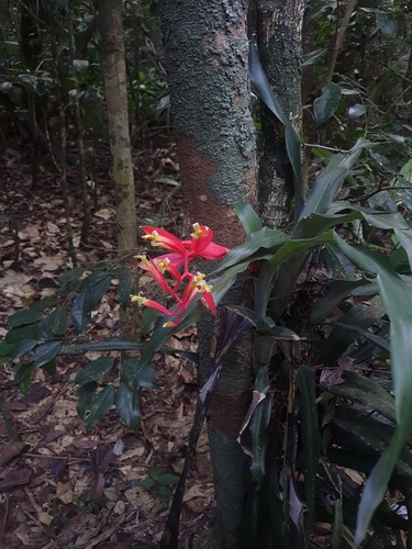 Billbergia lietzei
