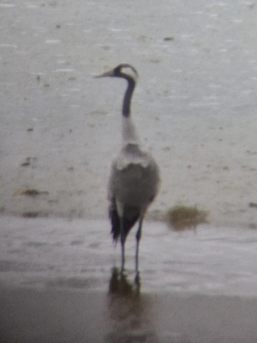 Common Crane