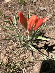 Castilleja integra