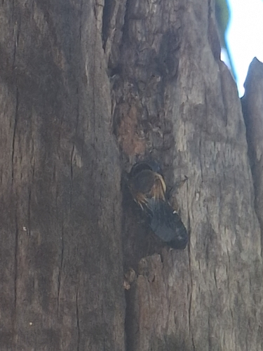 Sculptured Resin Bee