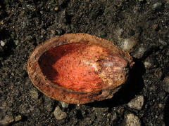 Virola flexuosa