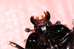 Margarinotus striola