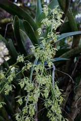Epidendrum excisum
