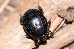 Margarinotus striola