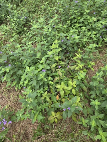 Ruellia drummondiana, photograph 5