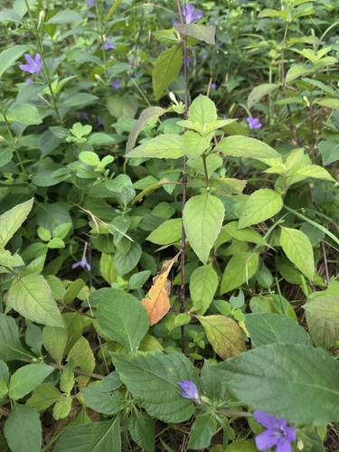 Ruellia drummondiana, photograph 6