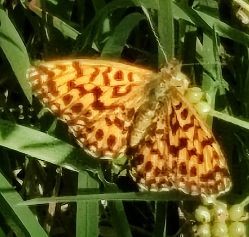 Weaver's Fritillary