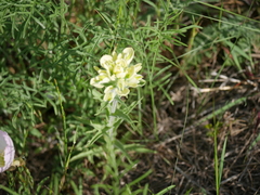 Castilleja citrina