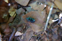 Platycerus