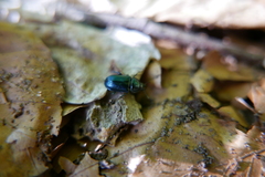 Platycerus