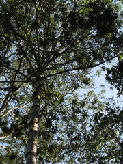 Virola flexuosa