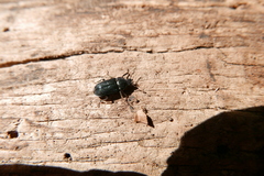 Platycerus