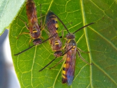 Dielis trifasciata