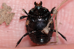 Margarinotus striola