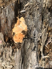 Laetiporus huroniensis