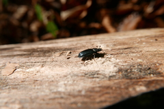 Platycerus