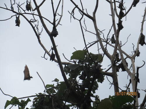 Straw-coloured Fruit Bat