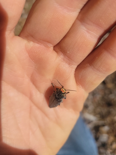 iNaturalist observation photo of Pink-faced jewel beetle