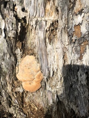 Laetiporus huroniensis